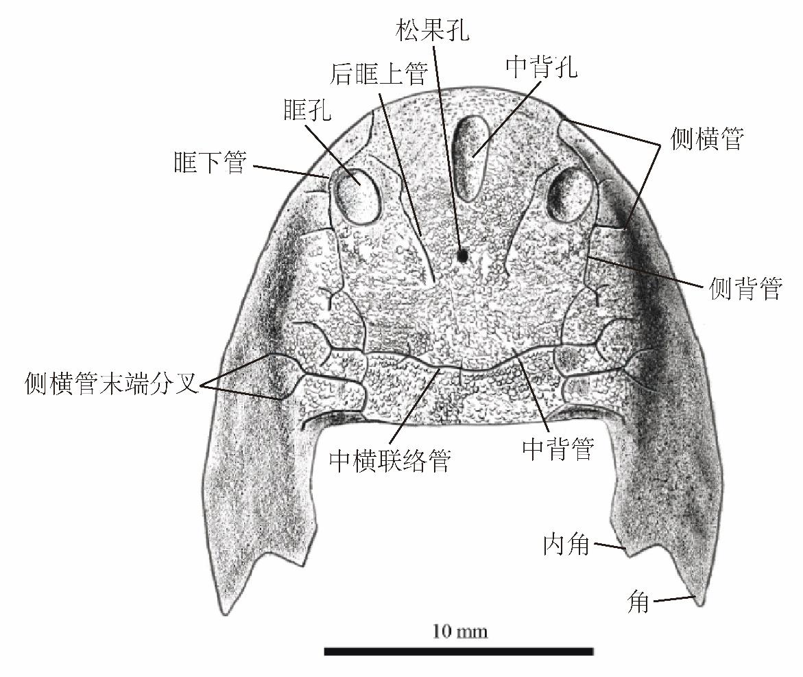 又一古鱼化石被发现 重庆,你还是太全面了!