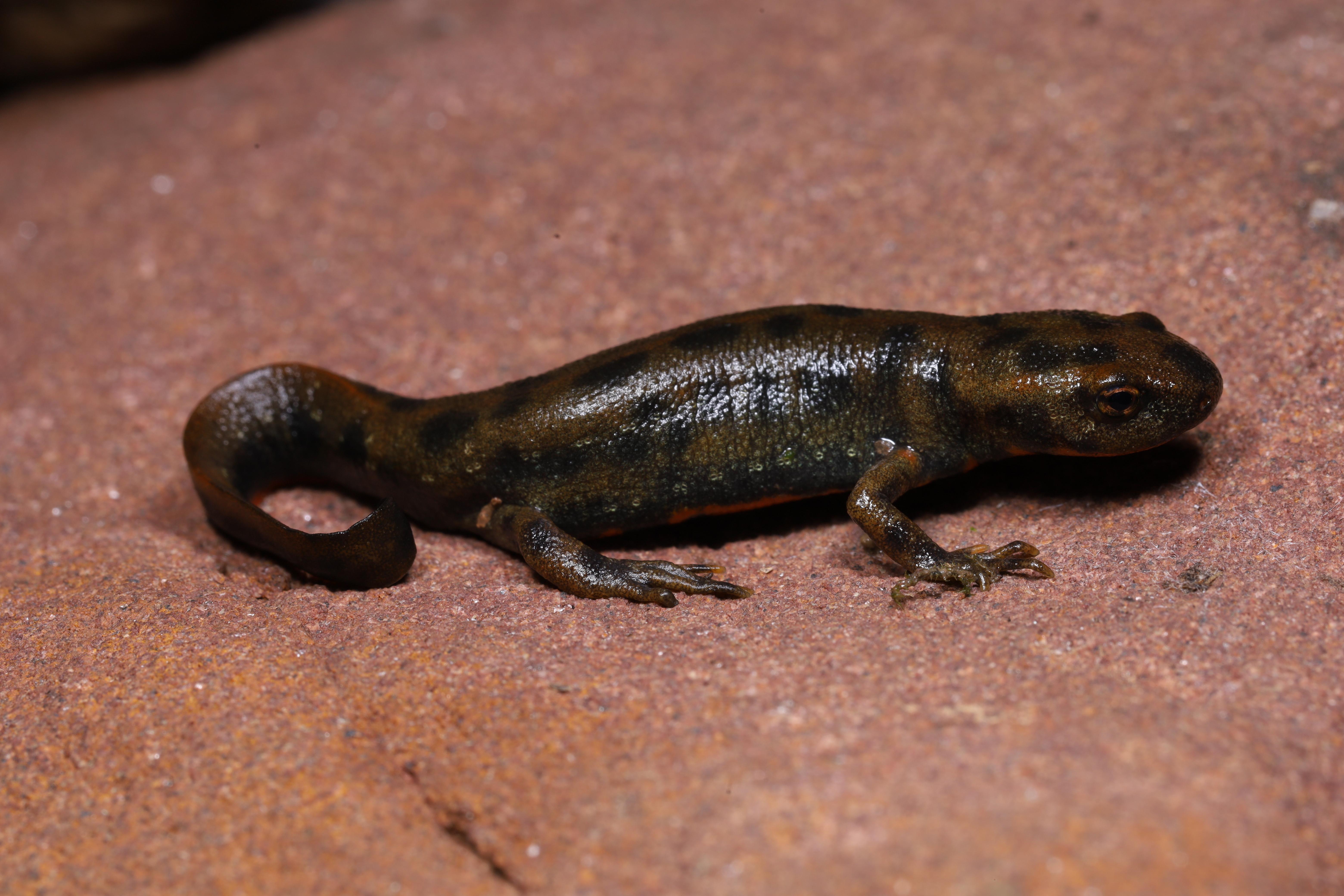 安徽师范大学科考团队发现脊椎动物新物种“黄岗山蝾螈”