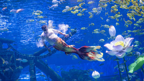 坐拥20亿流量的胖人鱼“猪鲤”首次登陆重庆！亮相重庆融创海世界开启首演(图2)